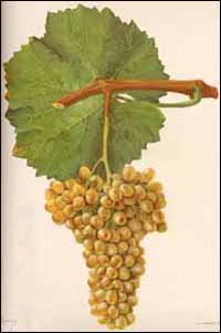 verdehlo Wine 101 Other White Wine Grapes