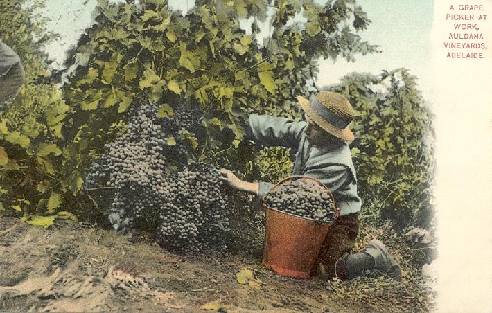 Grape-picker in the vineyards at Auldana Winery